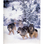 .Wolf.Pack.