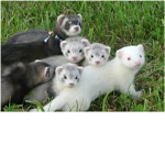 Ferrets United!