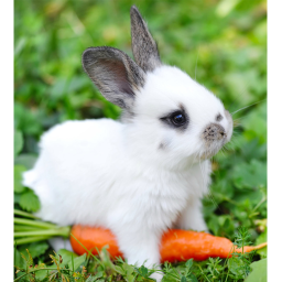 🥕Carrot Obby!🥕