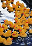 •«=DuCkS=»•