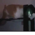Pet Agent Agency