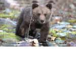 bear fam :)