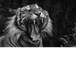 +*tiggers*+