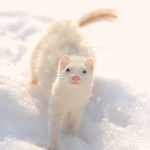 Pink Ferret