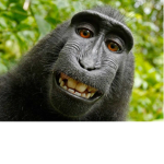 The Monkey Squad Youtube