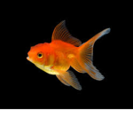 GOLDFISH UNlTED