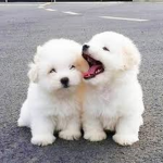 Cute adorble puppy Fan club