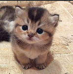 5 cute cats