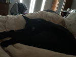 CatsRuleHumans