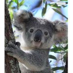~Maddie's Koala's~