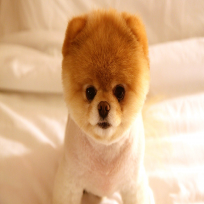 cute dog baby Roblox decal