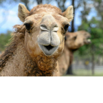 Stryd Camels