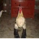 TheHotHeat