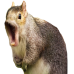 Pog Squirrel