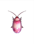 sl33py bugs group