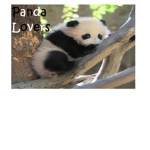 Panda Bear Lovers