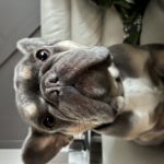 Dog Studios with fun