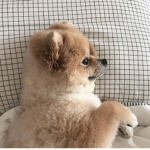 Me love dogs