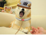 Doge Army.