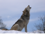 Wolf rider squad