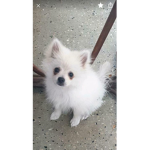 my dog Lucky<3