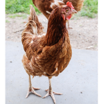 Chicken Army 2 sam group