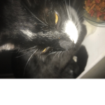 The Cats Eye