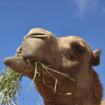 Camel Fangroup
