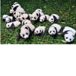 Aesthetic Panda Party