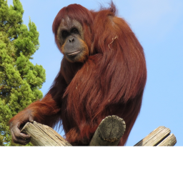 Bottom of Orangutan Mountain