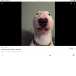 WATTHEdogdoin