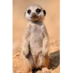 Meerkat Squad Hangout