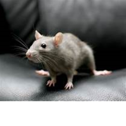 Rat Church