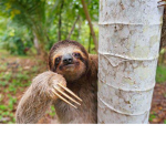 superb sloths