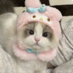 - Cinnamoroll-Fans
