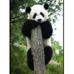The bad panda