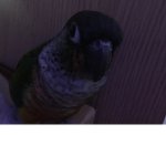 the birdz clan
