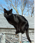 Black kitties!