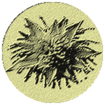Sinisterplant fossil