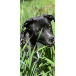 #GusTheBestDog