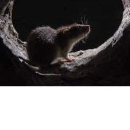 Rat Simulator