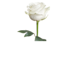 white rose's