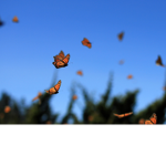 A Butterfly’s Best Friend