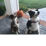 My Dogs for life!
