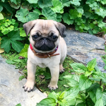Cute Pugs <3