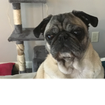 Pug fan squad