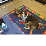 My doggy Chloe