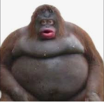 Monke’s that escaped zoo