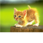 Animal lovers! ;)