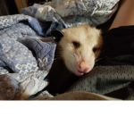 #possum nation